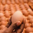 Farm Fresh Eggs - Image 2