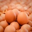 Farm Fresh Eggs - Image 3